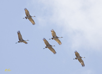 Sandhill Cranes 1524